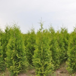 Туя западная Брабант (Thuja occidentalis 'Brabant')