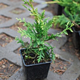 Туя западная Брабант (Thuja occidentalis 'Brabant')