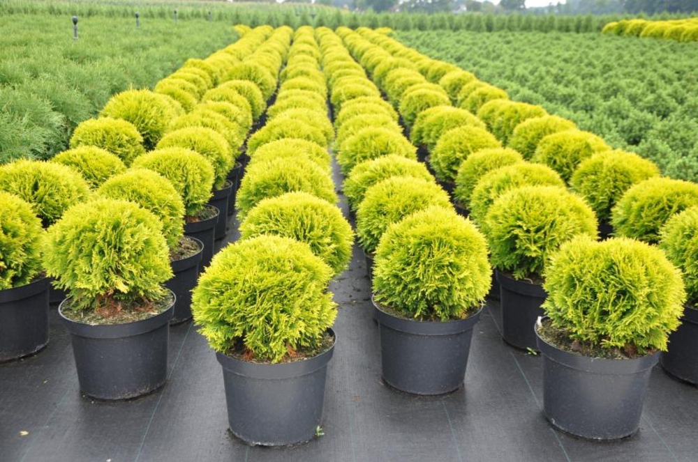 Туя западная Мириам (Thuja occidentalis 'Mirjam')