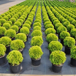 Туя западная Мириам (Thuja occidentalis 'Mirjam')