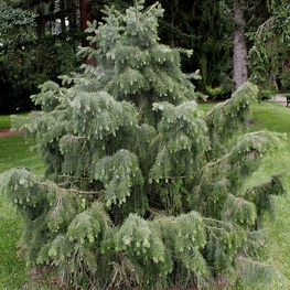 Ель Бревера (Picea breweriana)