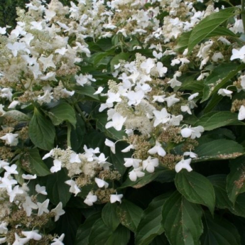 Гортензия метельчатая Октобер Прайд (Hydrangea paniculata 'October Pride')