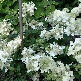 Гортензия метельчатая Брюссель Лейс (Hydrangea paniculata 'Brussels Lace')