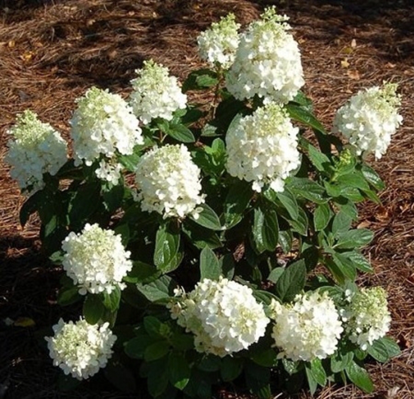 Гортензия метельчатая Бэби Лейс (Hydrangea paniculata 'Baby Lace')