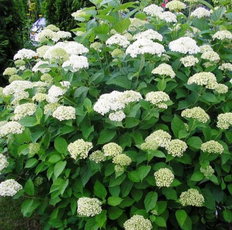 Гортензия древовидная Уайт Дом (Hydrangea arborescens 'White Dome')
