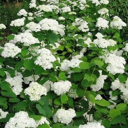 Гортензия древовидная Уайт Болл (Hydrangea arborescens 'White Ball')