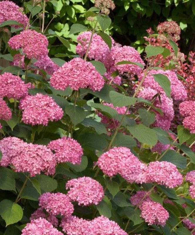 Гортензия древовидная Пинк Перкушн (Hydrangea arborescens 'Pink Percussion')