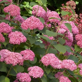 Гортензия древовидная Пинк Перкушн (Hydrangea arborescens 'Pink Percussion')