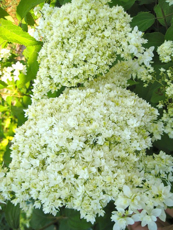 Гортензия древовидная Хейс Старберст (Hydrangea arborescens 'Hayes Starburst')
