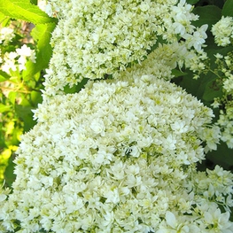 Гортензия древовидная Хейс Старберст (Hydrangea arborescens 'Hayes Starburst')