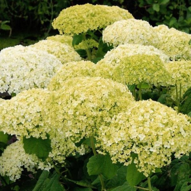 Гортензия древовидная Баунти (Hydrangea arborescens 'Bounty')