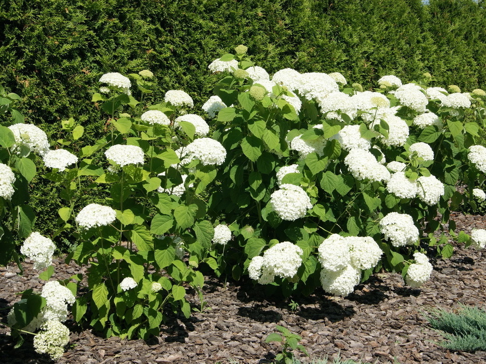 Гортензия древовидная Инвинсибелль (Hydrangea arborescens 'Invincibelle')