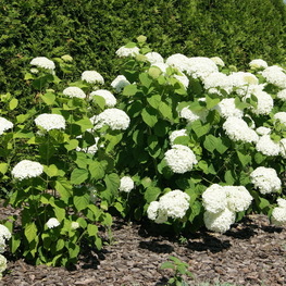 Гортензия древовидная Инвинсибелль (Hydrangea arborescens 'Invincibelle')