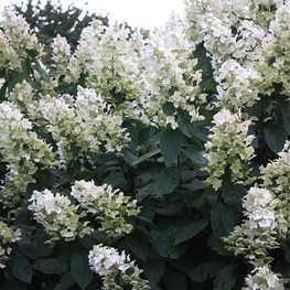 Гортензия метельчатая Флорибунда (Hydrangea paniculata 'Floribunda')