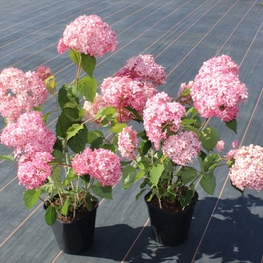 Гортензия древовидная Пинк Аннабель (Hydrangea arborescens 'Pink Annabelle')