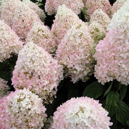 Гортензия метельчатая Мэджикал Свит Саммер (Hydrangea paniculata 'Magical Sweet Summer')