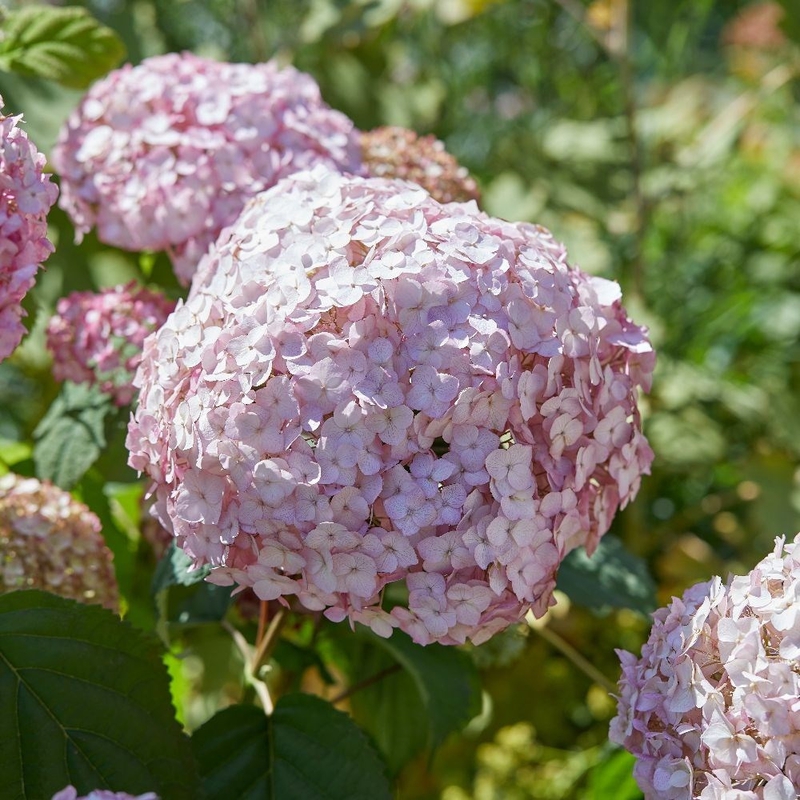 Гортензия древовидная Кандибелль (Hydrangea arborescens 'Candybelle')