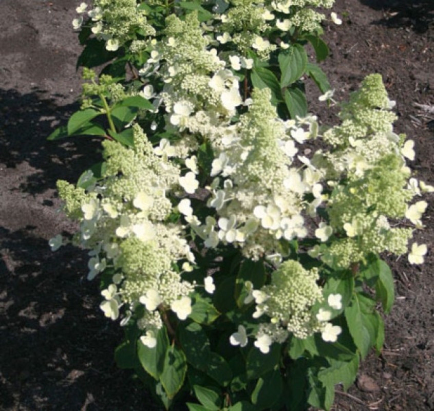 Гортензия метельчатая Мэджикал Хималая (Hydrangea paniculata 'Magical Himalaya')
