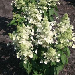 Гортензия метельчатая Мэджикал Хималая (Hydrangea paniculata 'Magical Himalaya')