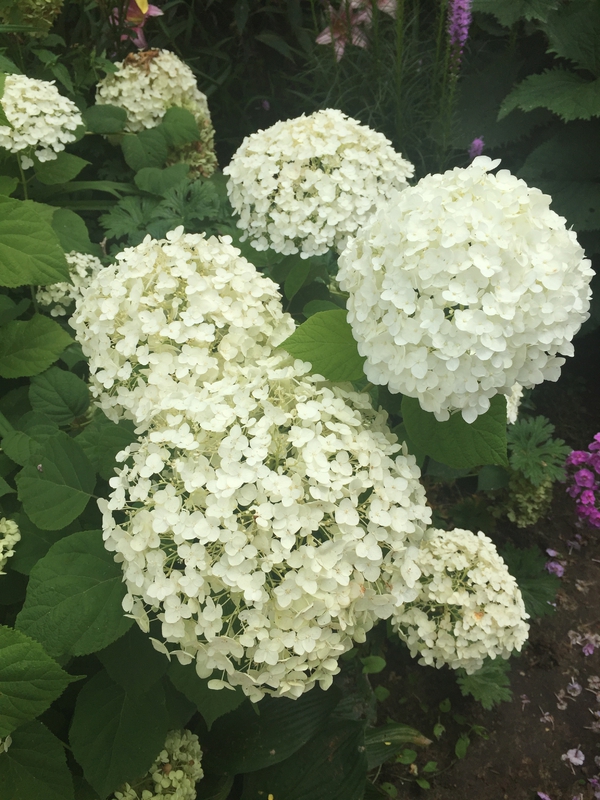 Гортензия древовидная Инкредиболл (Hydrangea arborescens 'Incrediball')