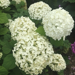 Гортензия древовидная Инкредиболл (Hydrangea arborescens 'Incrediball')