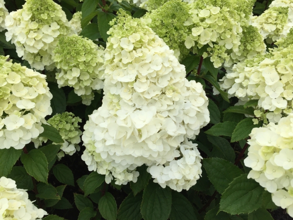 Гортензия метельчатая Мэджикал Мон Блан (Hydrangea paniculata 'Magical Mont Blanc')