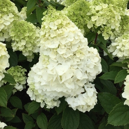 Гортензия метельчатая Мэджикал Мон Блан (Hydrangea paniculata 'Magical Mont Blanc')
