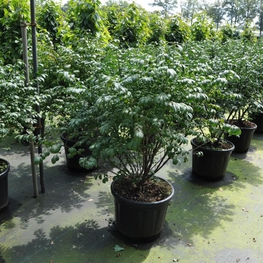 Бересклет крылатый Компактус (Euonymus alatus 'Compactus')