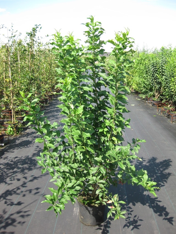 Бересклет европейский (Euonymus europaeus)