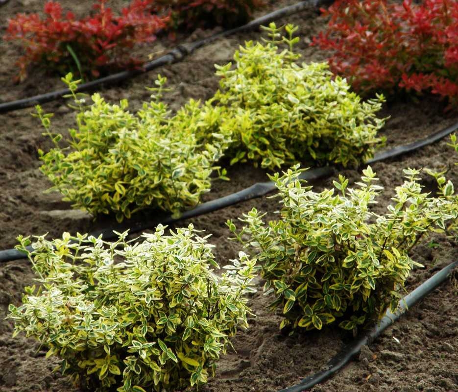 Бересклет Форчуна Эмеральд энд Голд (Euonymus fortunei 'Emerald 'n Gold')