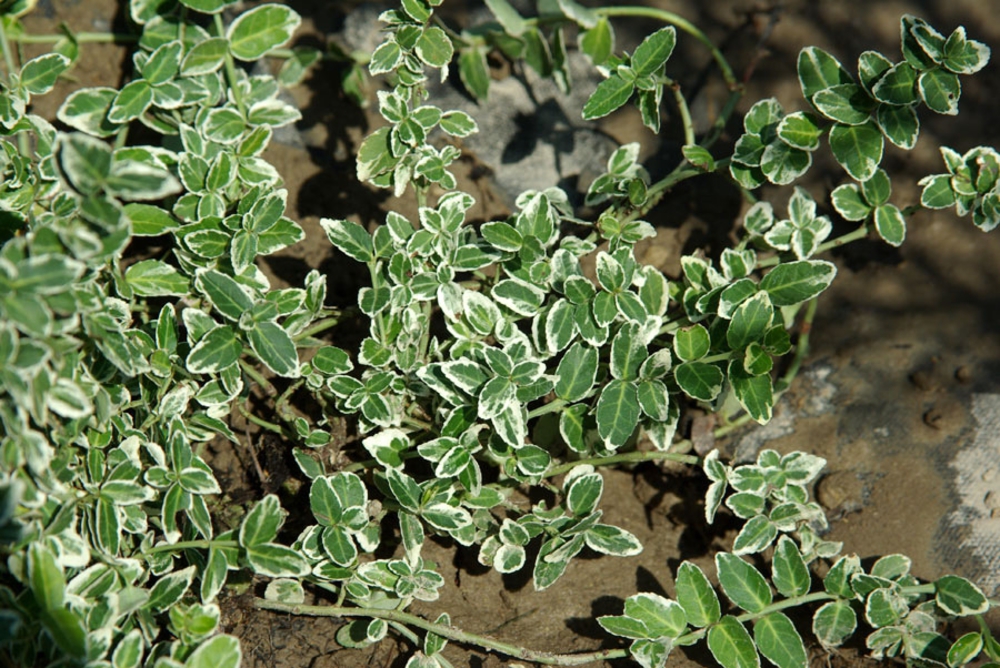 Бересклет Форчуна Эмеральд Гаити (Euonymus fortunei 'Emerald Gaiety')