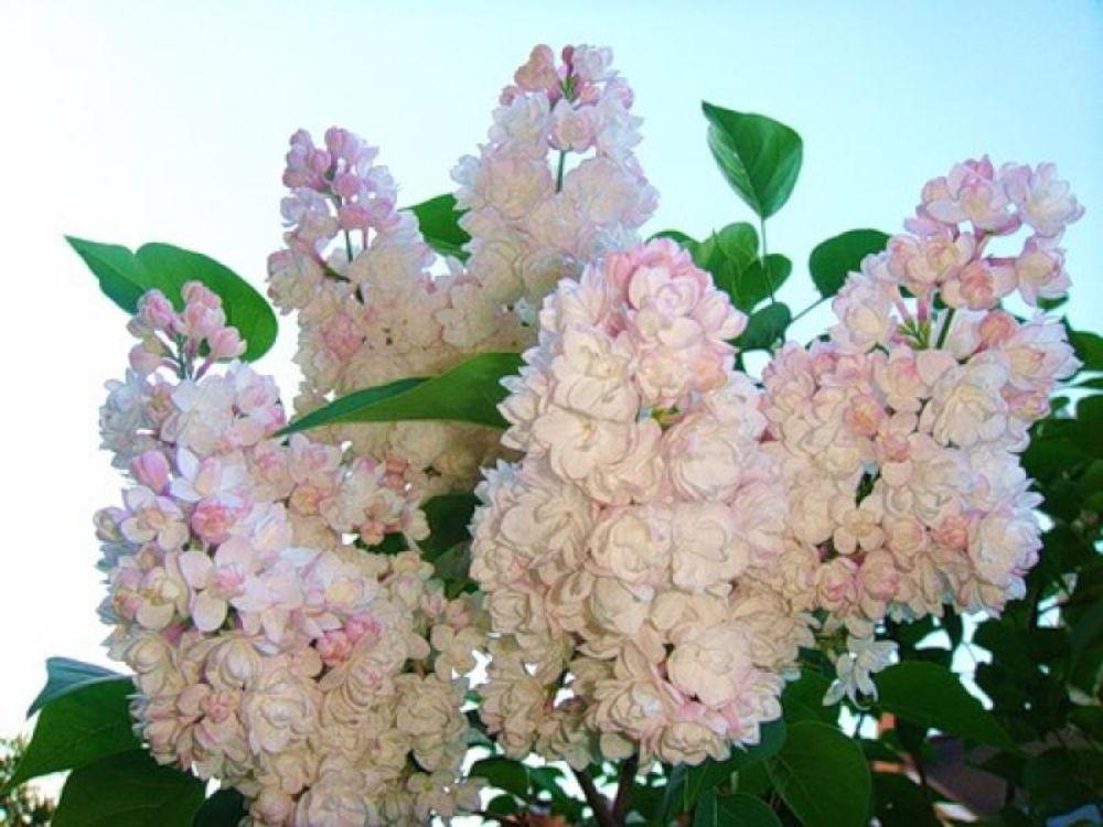 Сирень обыкновенная Красавица Москвы (Syringa vulgaris 'Krasavitsa Moskvy')