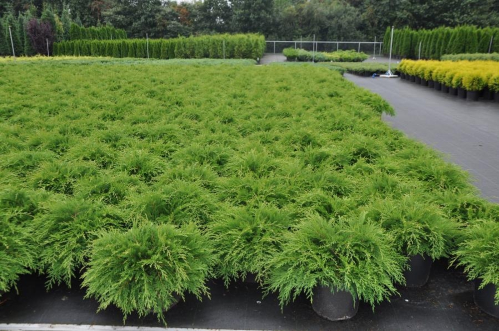 Микробиота перекрестнопарная (Microbiota decussata)