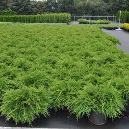 Микробиота перекрестнопарная (Microbiota decussata)