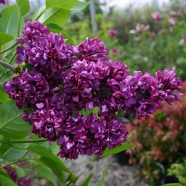 Сирень обыкновенная Шарль Жоли (Syringa vulgaris 'Charles Joly')