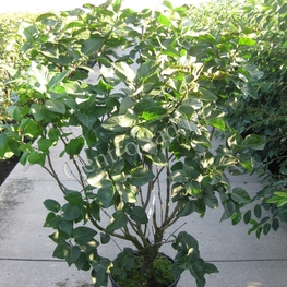 Сирень обыкновенная Шарль Жоли (Syringa vulgaris 'Charles Joly')