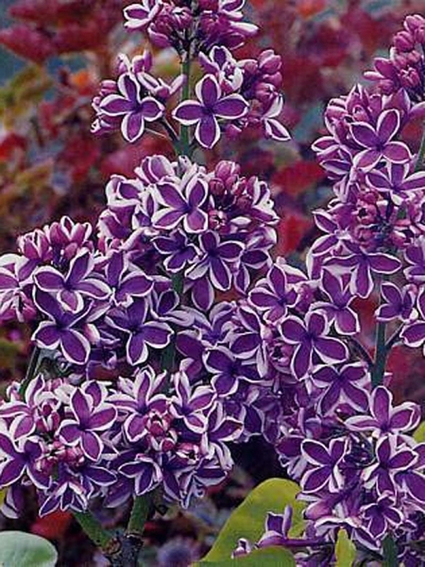 Сирень обыкновенная Сенсация (Syringa vulgaris 'Sensation')