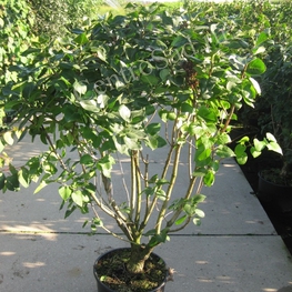 Сирень обыкновенная Сенсация (Syringa vulgaris 'Sensation')