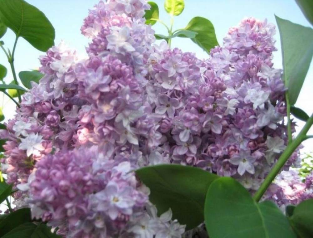 Сирень обыкновенная Оливье де Серр (Syringa vulgaris 'Olivier de Serres')