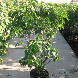 Сирень обыкновенная Оливье де Серр (Syringa vulgaris 'Olivier de Serres')