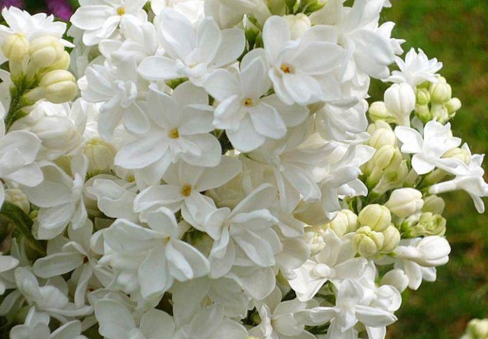 Сирень обыкновенная Мадам Лемуан (Syringa vulgaris 'Mme Lemoine')