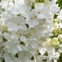 Сирень обыкновенная Мадам Лемуан (Syringa vulgaris 'Mme Lemoine')