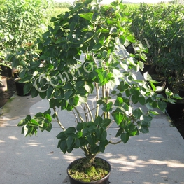 Сирень обыкновенная Мадам Антуан Бюхнер (Syringa vulgaris 'Mme Antoine Buchner')