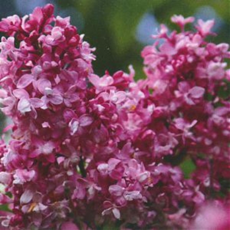 Сирень обыкновенная Изобилие (Syringa vulgaris 'Izobiliye')