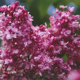 Сирень обыкновенная Изобилие (Syringa vulgaris 'Izobiliye')