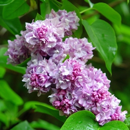 Сирень обыкновенная Катерина Хавемейер (Syringa vulgaris 'Katherine Havemeyer')