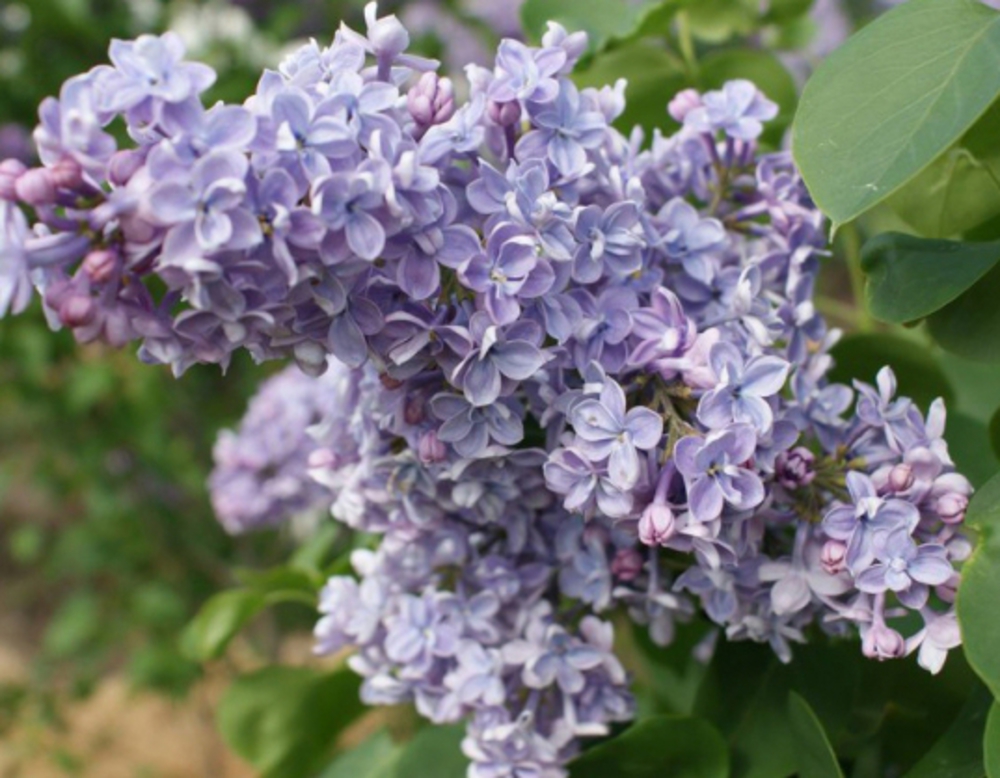 Сирень обыкновенная Президент Греви (Syringa vulgaris 'President Grevy')