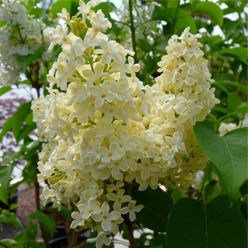 Сирень обыкновенная Примроуз (Syringa vulgaris 'Primrose')
