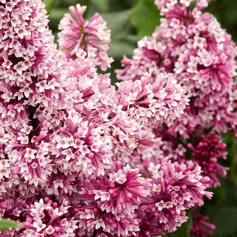 Сирень Престона (Syringa x prestoniae)