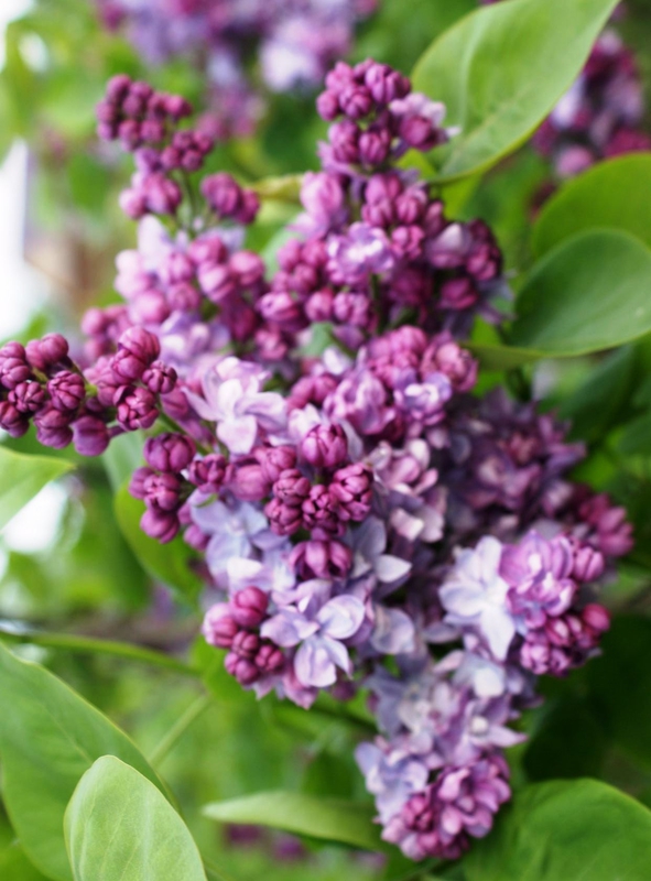 Сирень обыкновенная Фантазия (Syringa vulgaris 'Fantaziya')